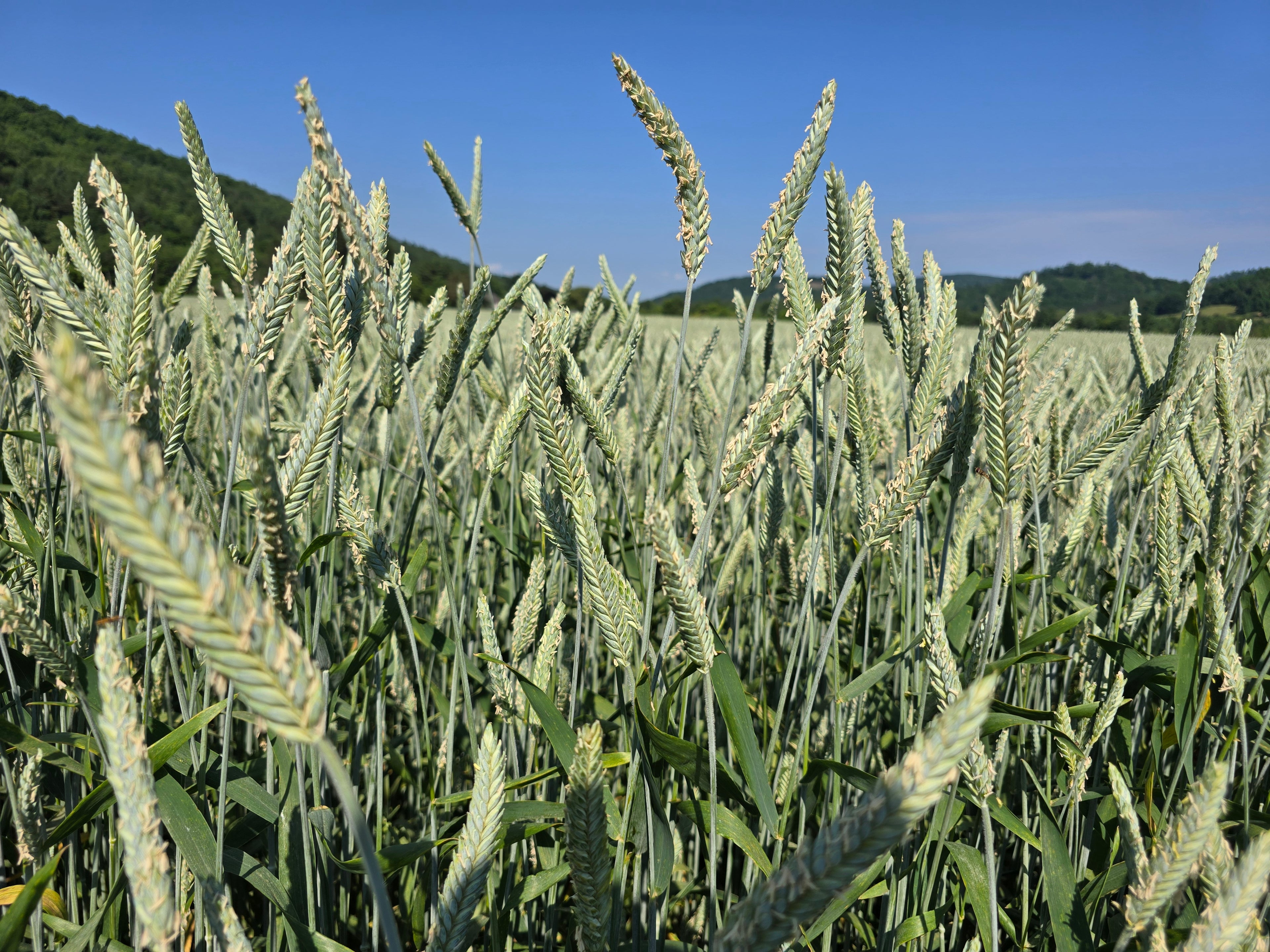Gunner Triticale