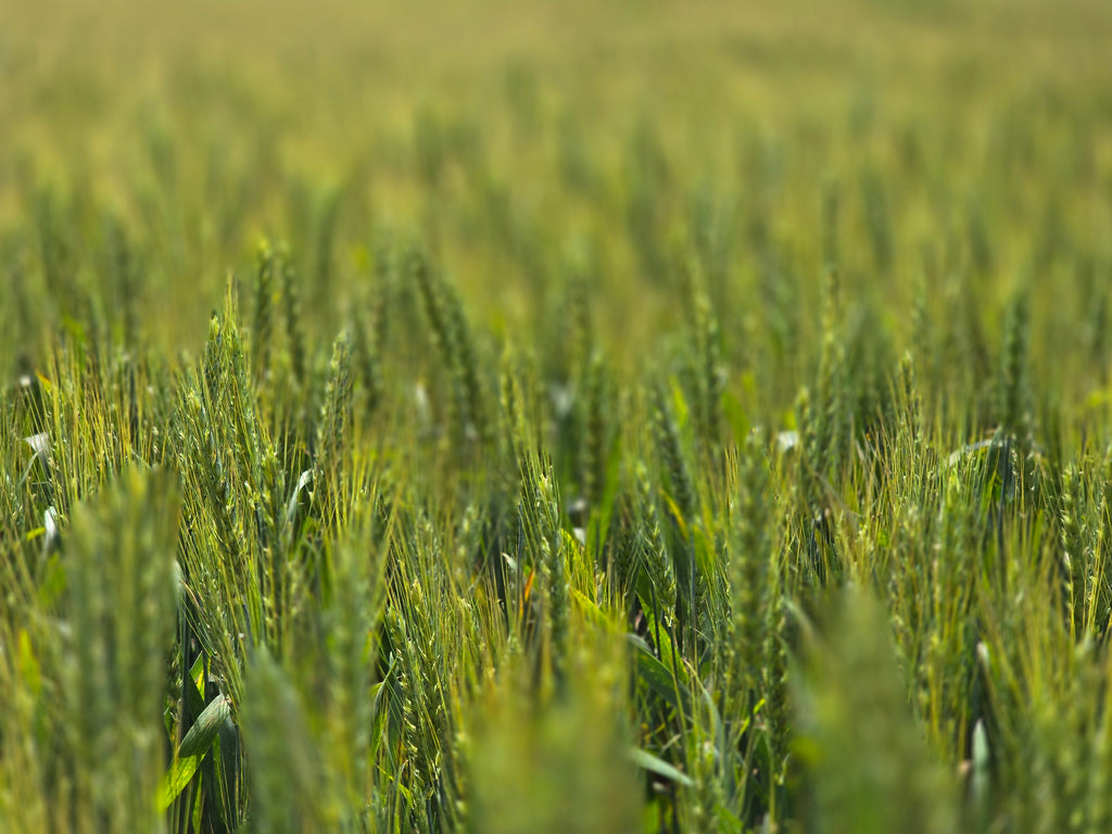 RGA 7124 Wheat