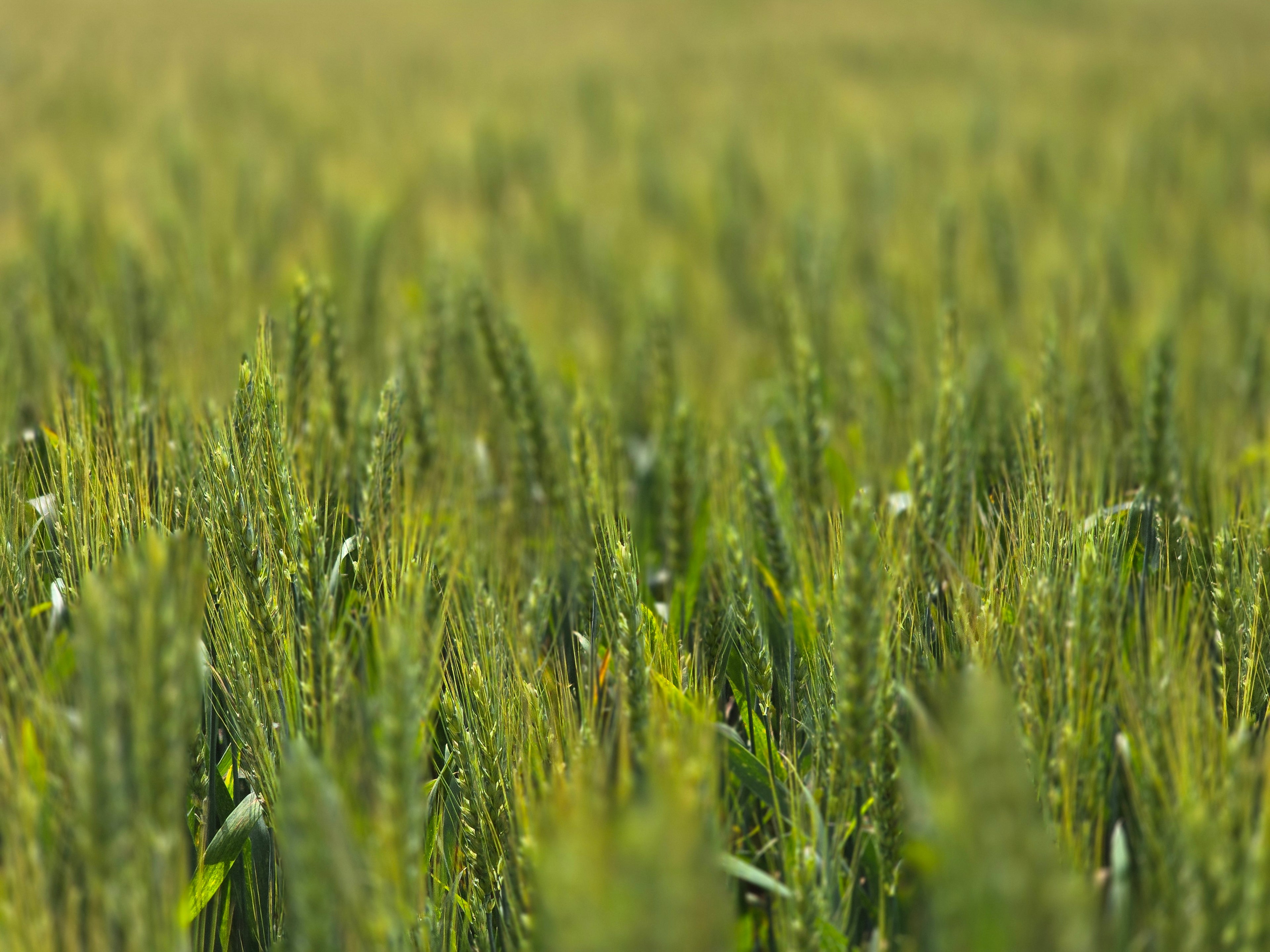 RGA 7124 Wheat