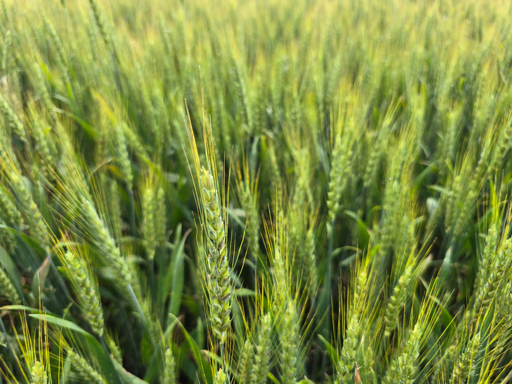 RGA 7124 Wheat