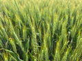 RGA 7124 Wheat