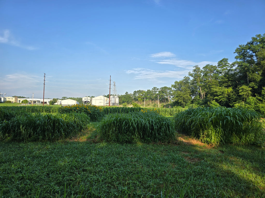 RGA Sorghum X Sudangrass