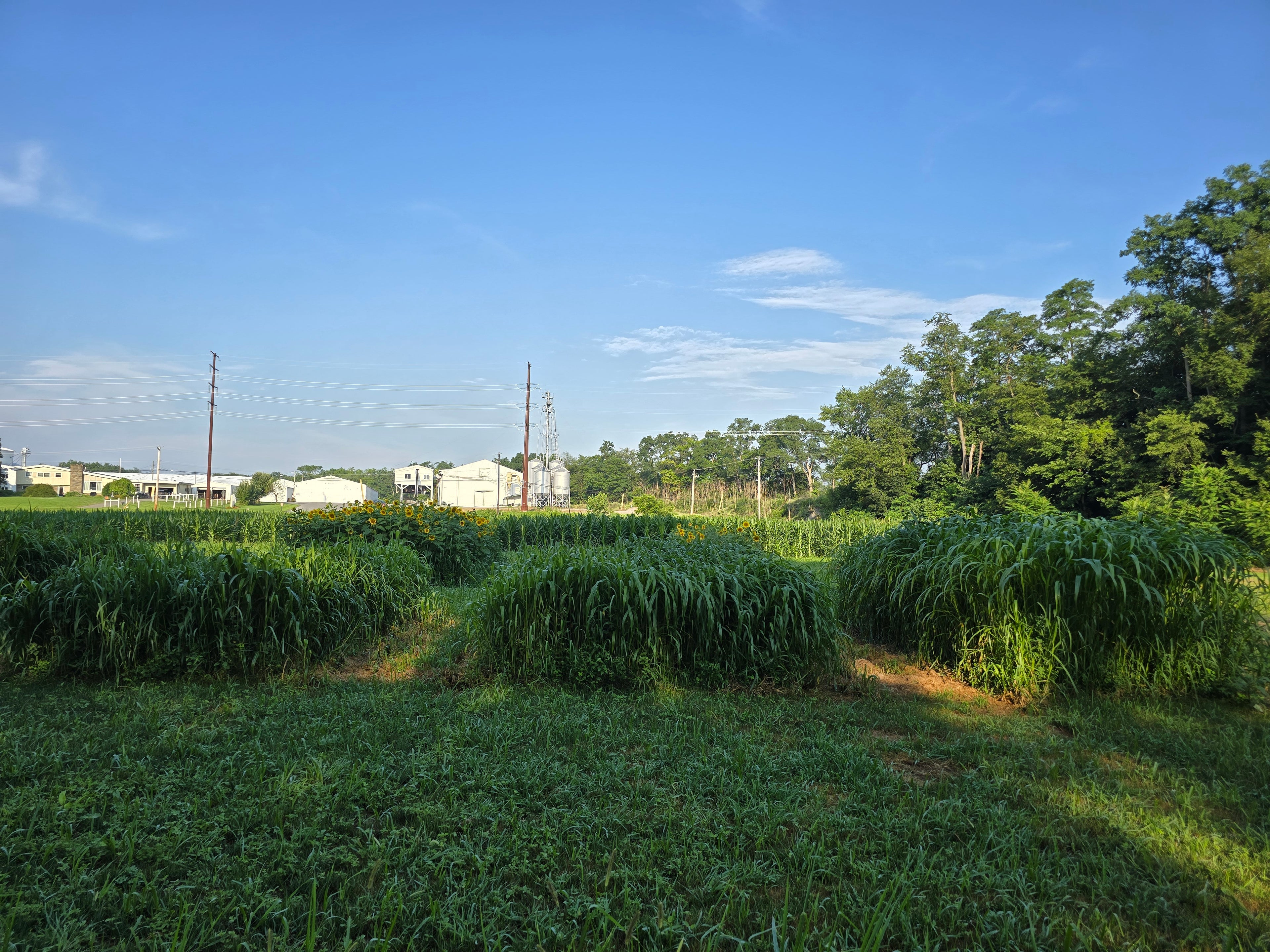 RGA BMR Sorghum X Sudangrass