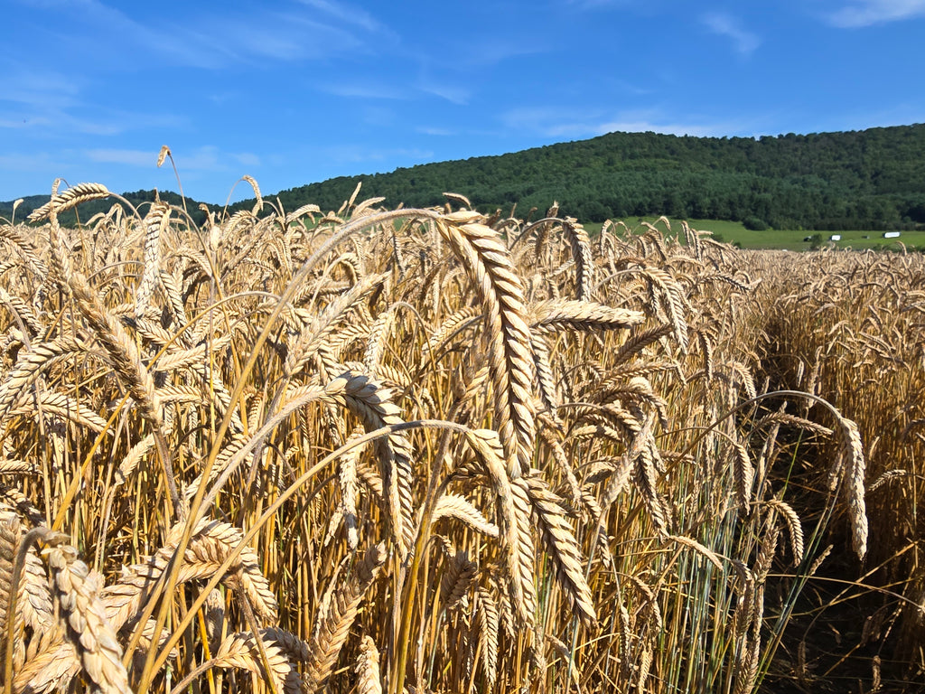 Gunner Triticale