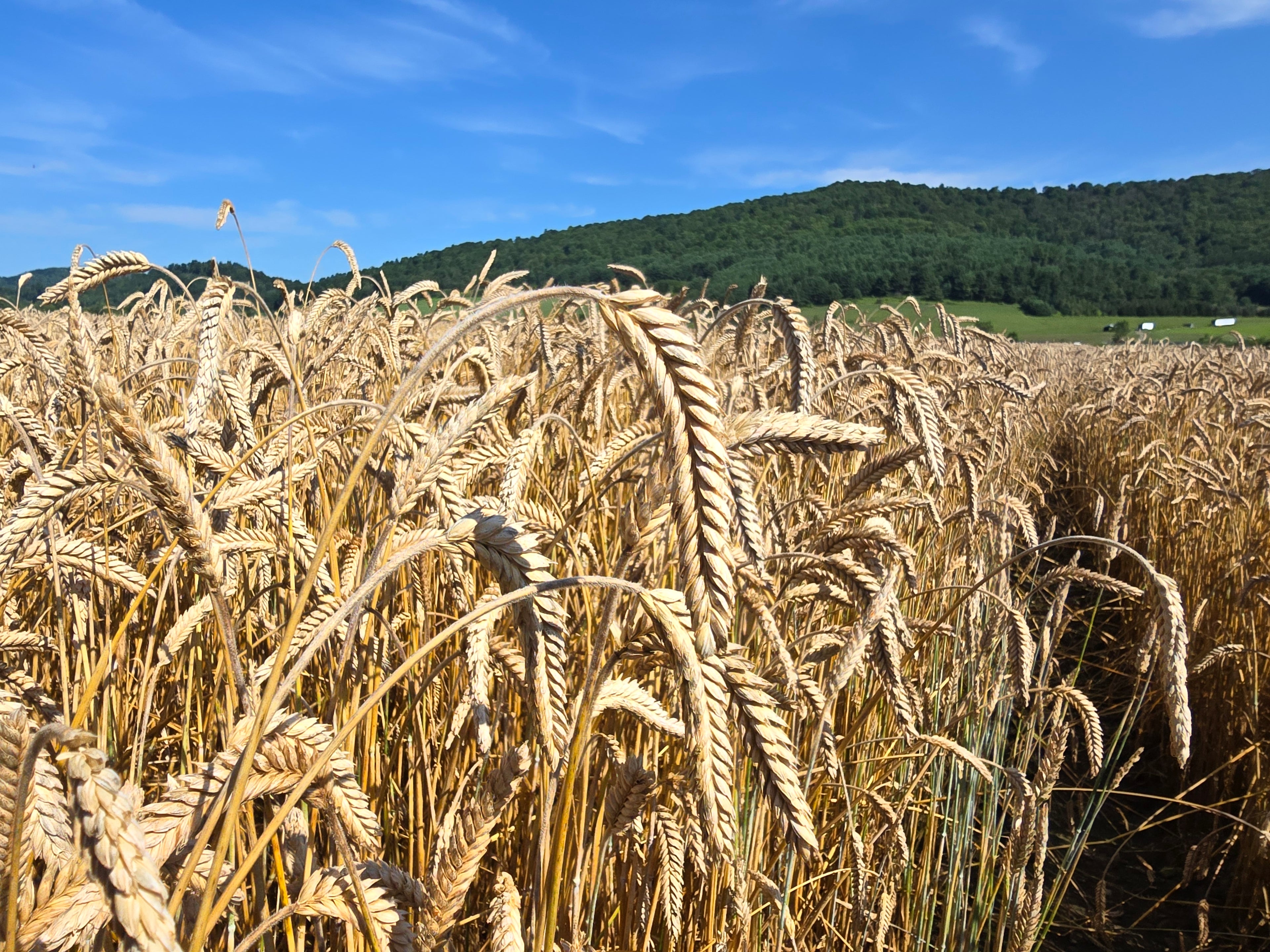 Gunner Triticale