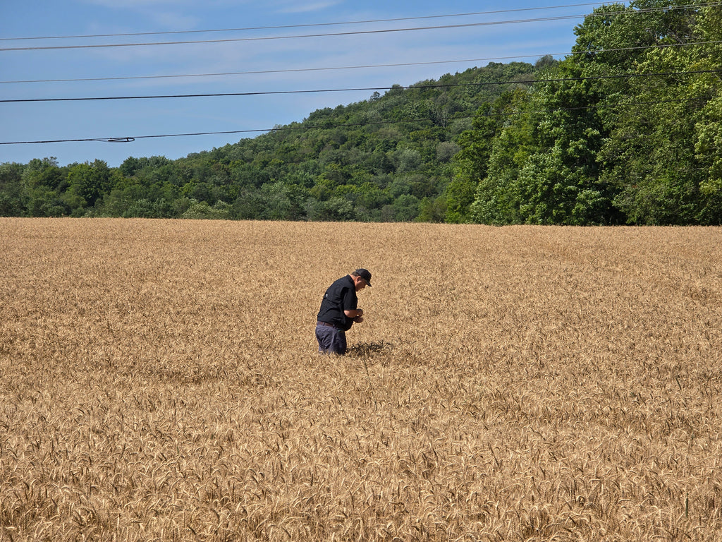RGA 7124 Wheat
