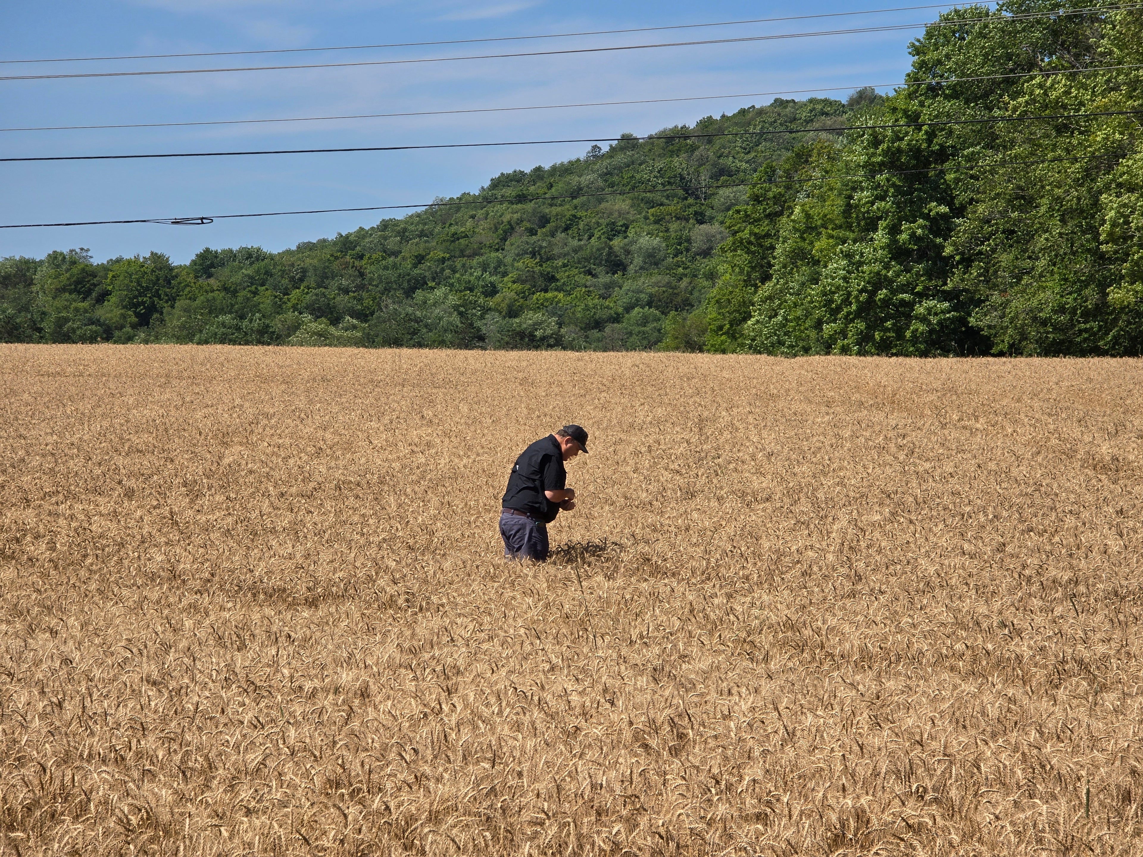 RGA 7124 Wheat