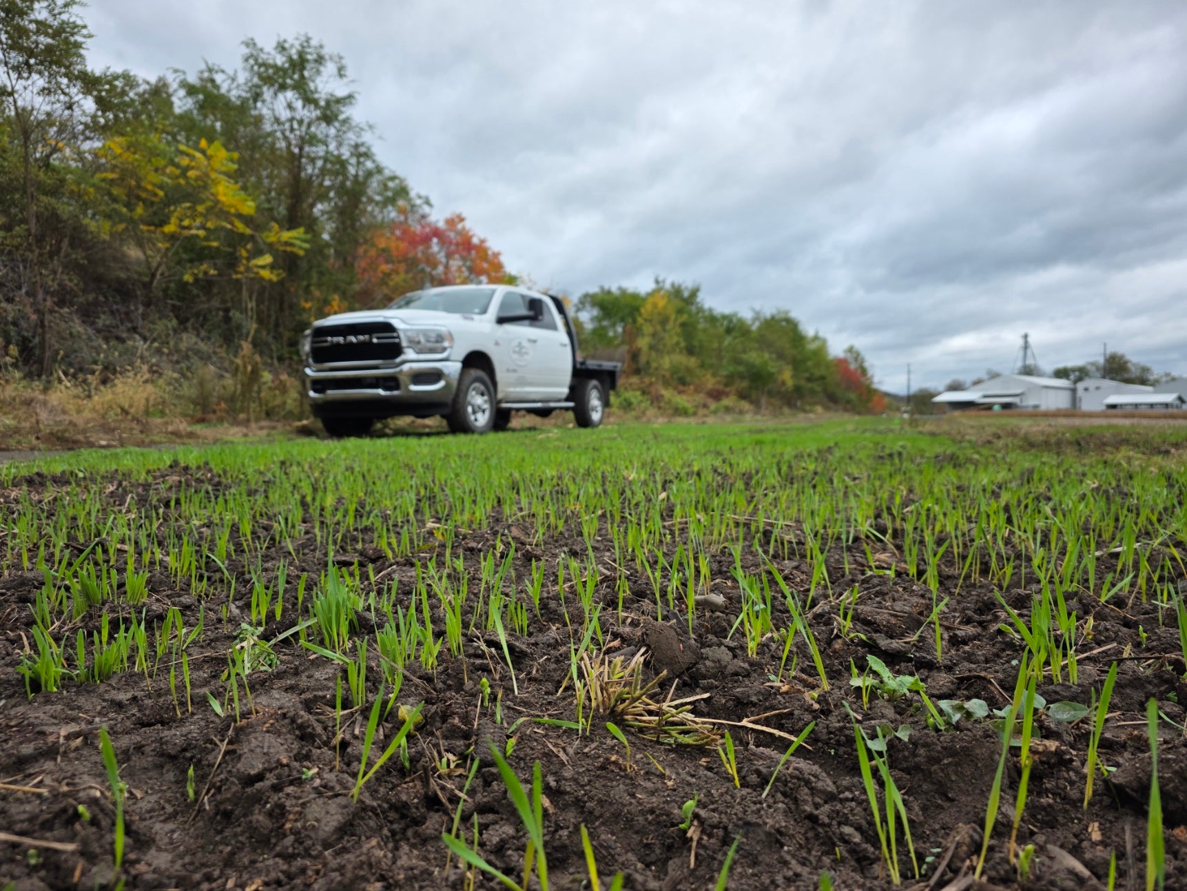 Gunner Triticale