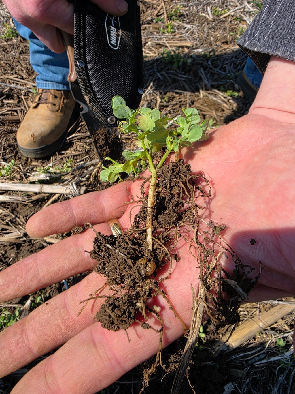 RGA Winter Peas