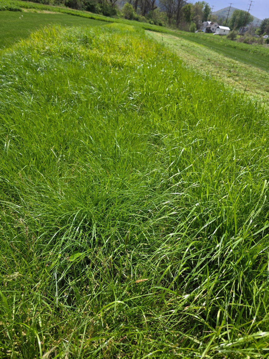 RGA PRG 4N Perennial Ryegrass