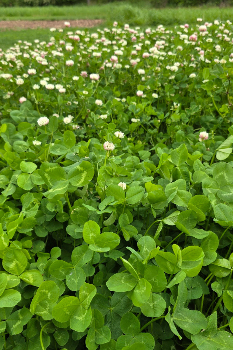 RGA White Clover