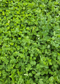 RGA Balansa Clover
