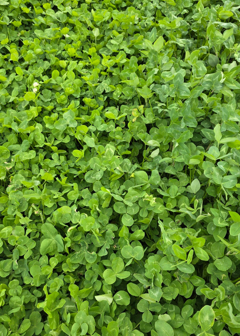 RGA Balansa Clover