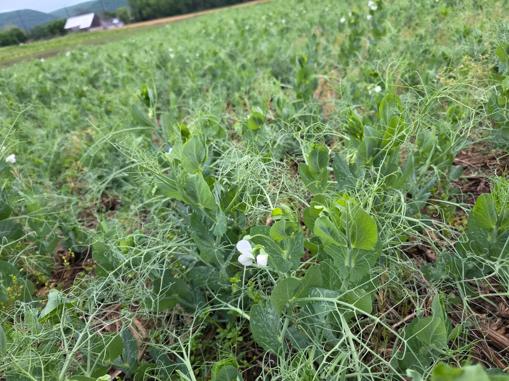 RGA Winter Peas