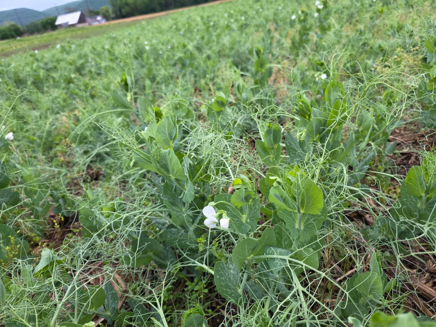 RGA Winter Peas