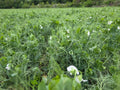 RGA Winter Peas