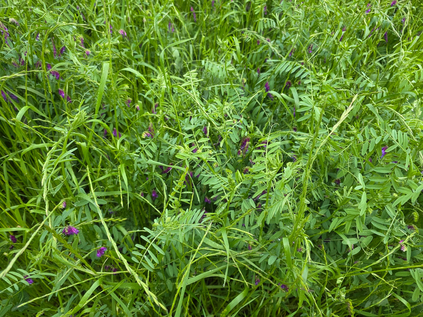 RGA Hairy Vetch