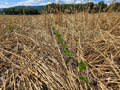 RGA Cereal Rye