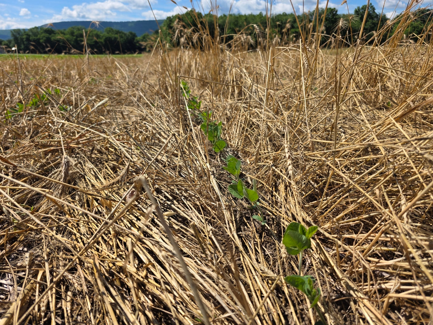 RGA Cereal Rye