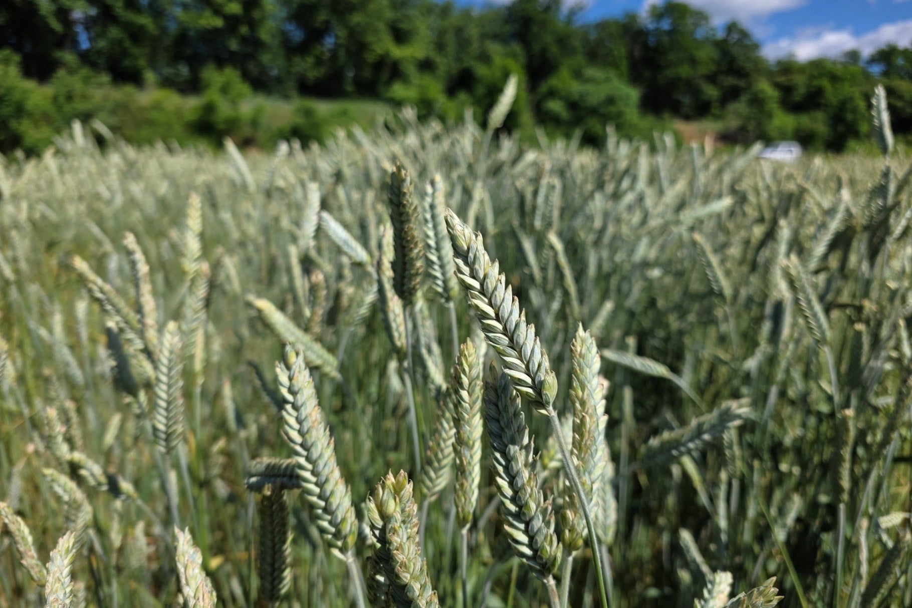 Gunner Triticale
