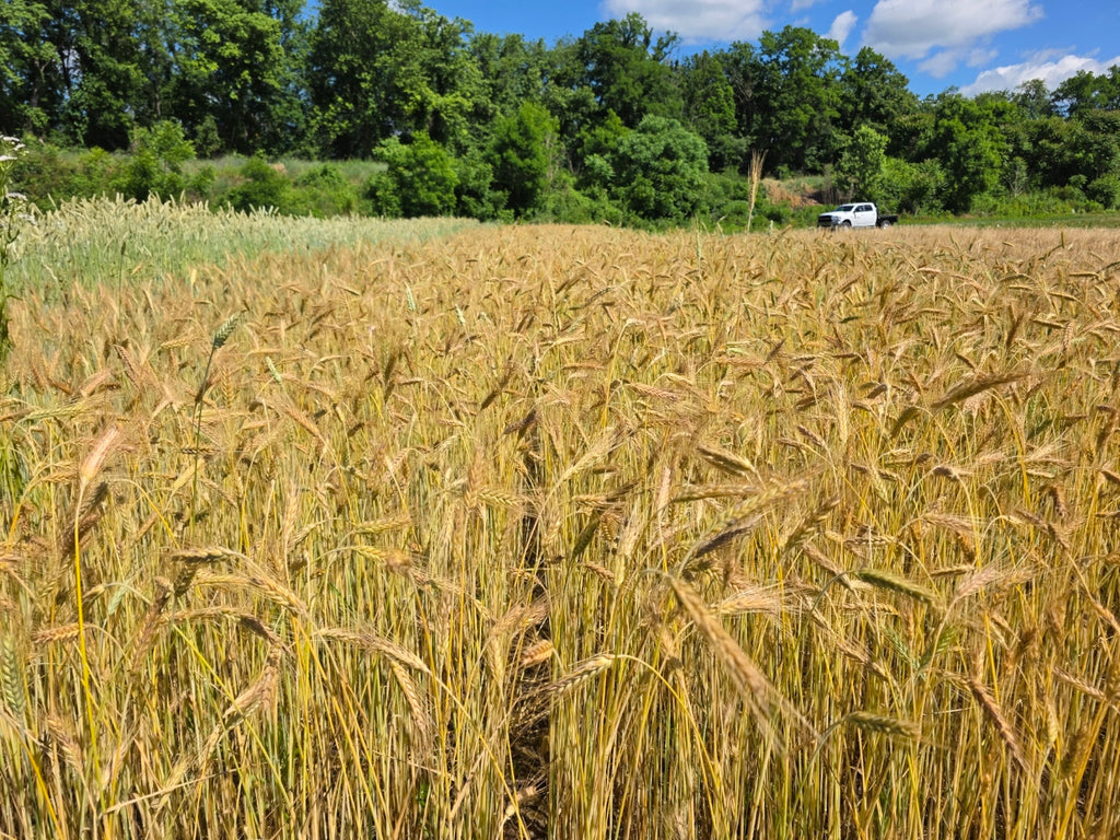 Ace Winter Triticale