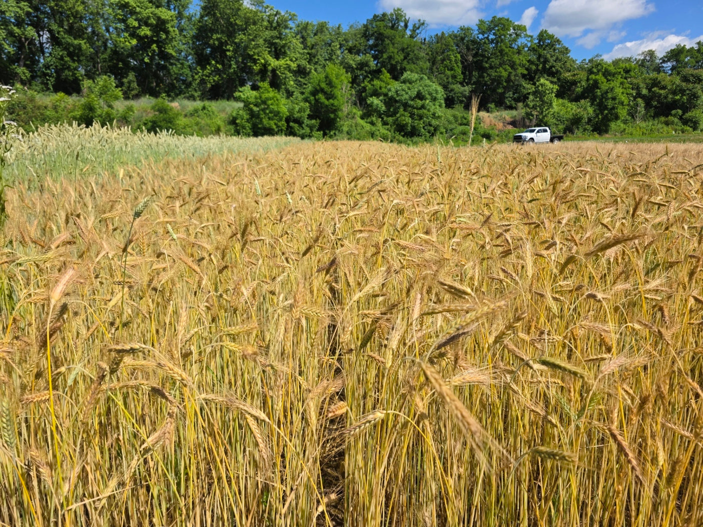 Ace Winter Triticale