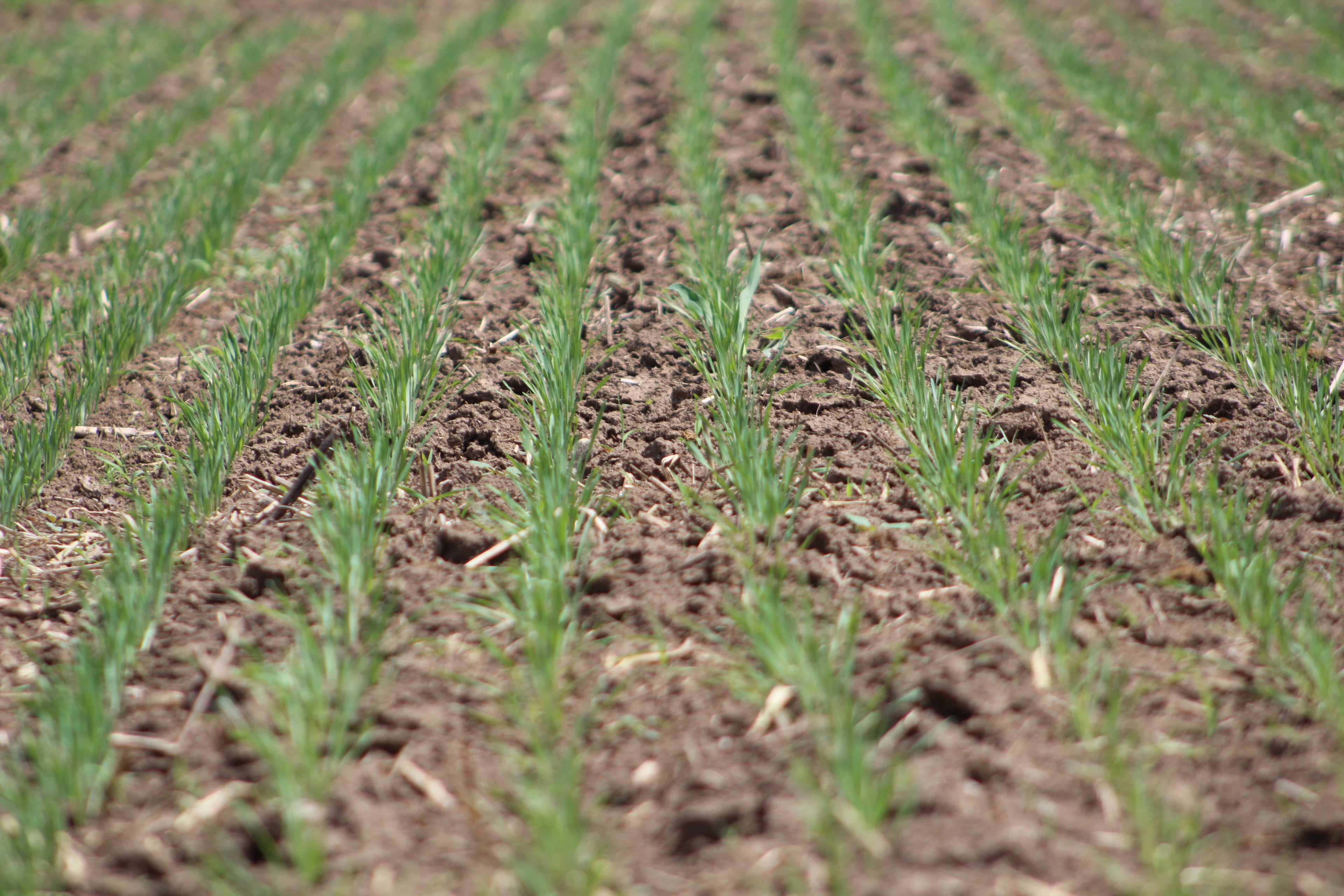 RGA 7124 Wheat