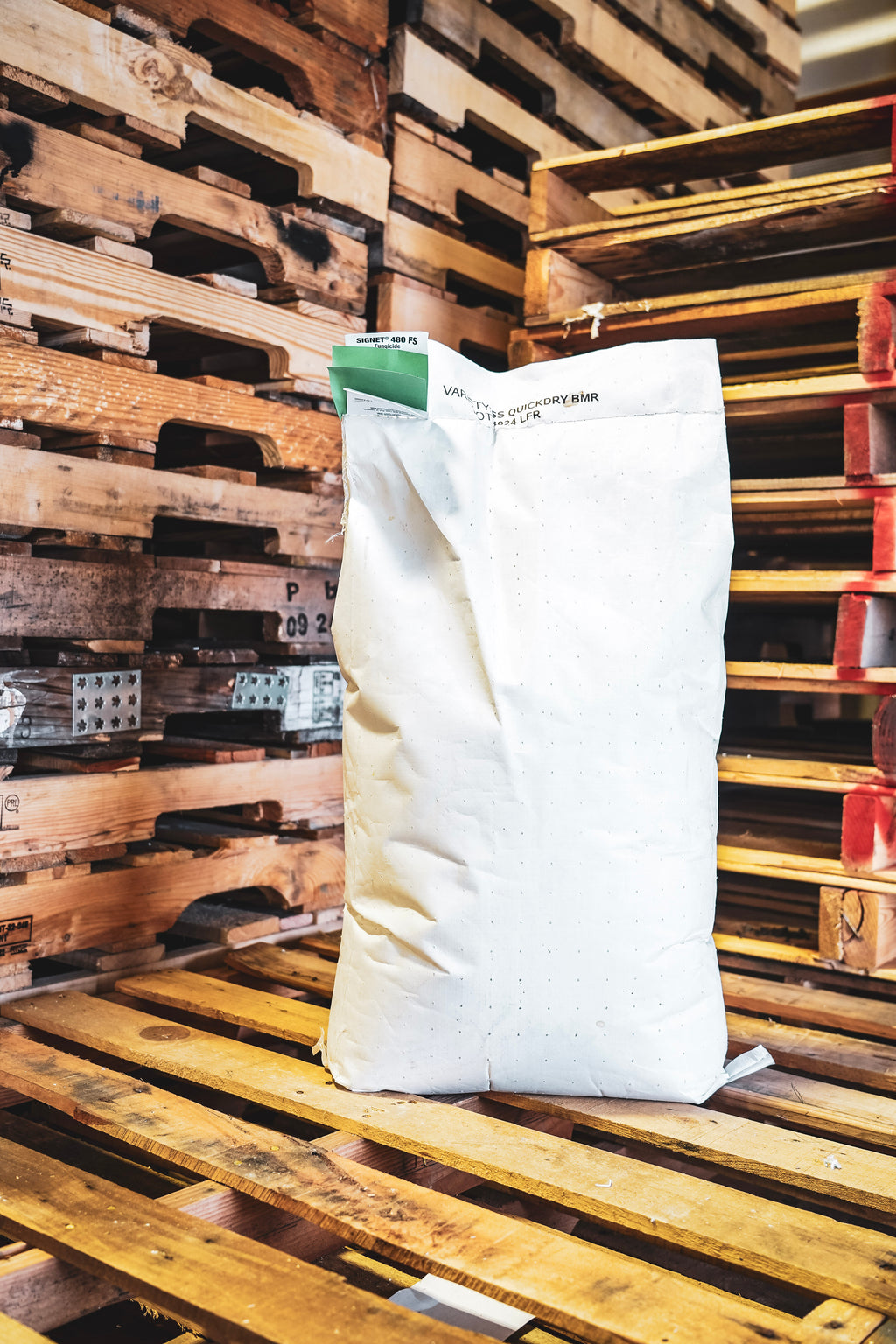 RGA Teff Grass
