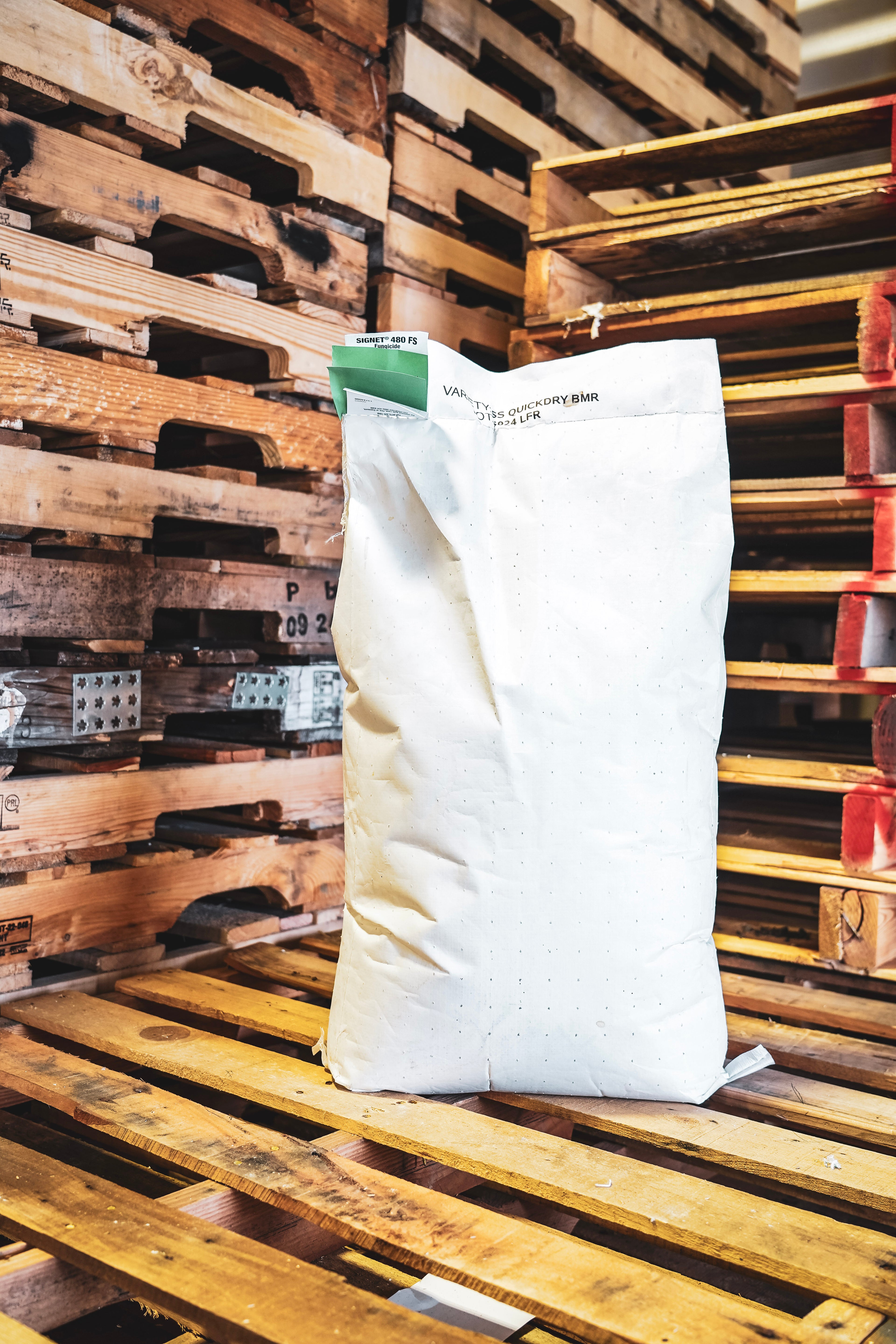 RGA Teff Grass