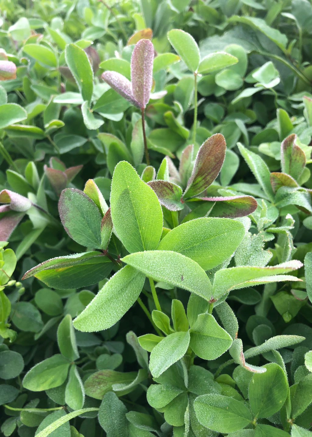RGA Berseem Clover