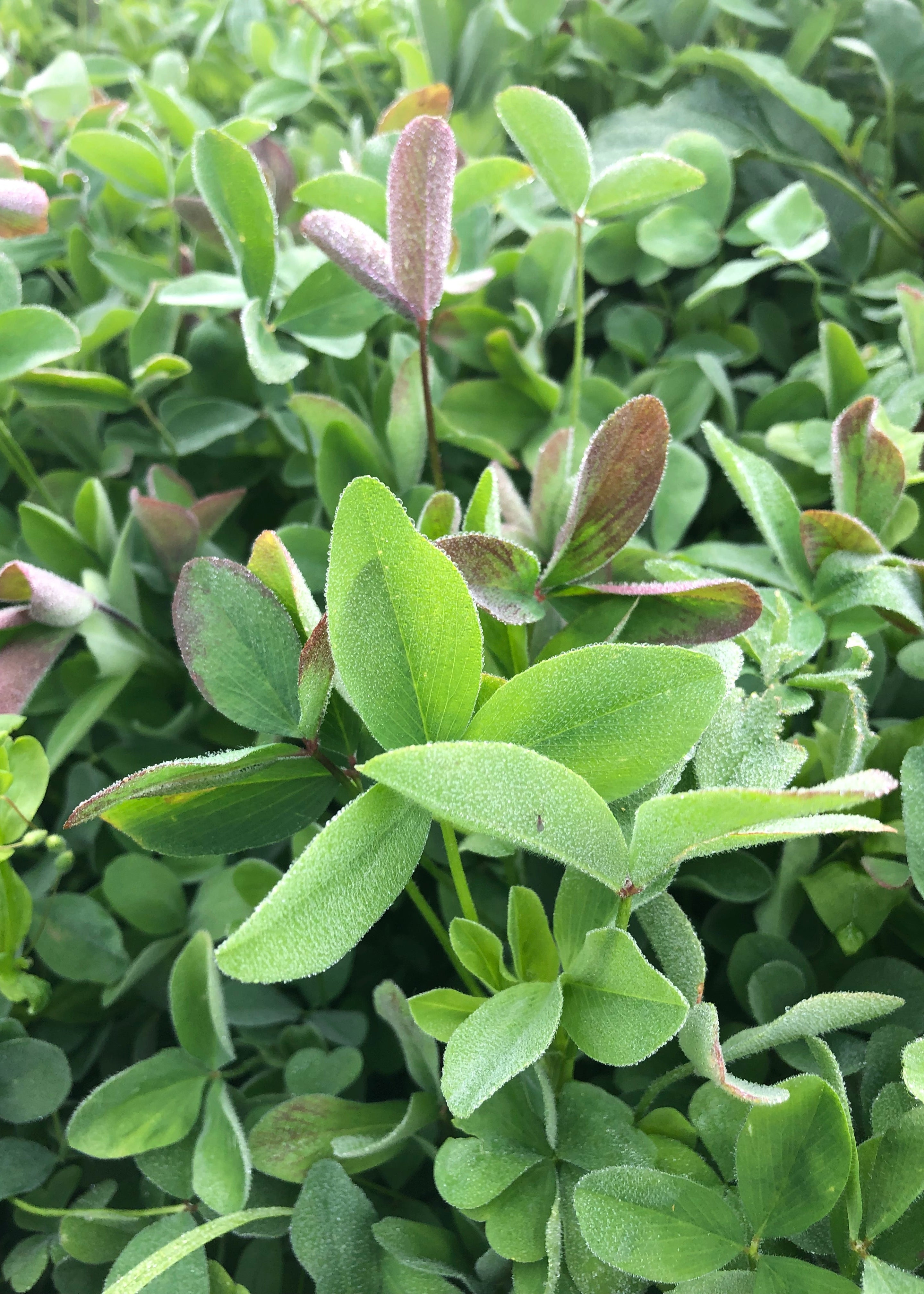 RGA Berseem Clover
