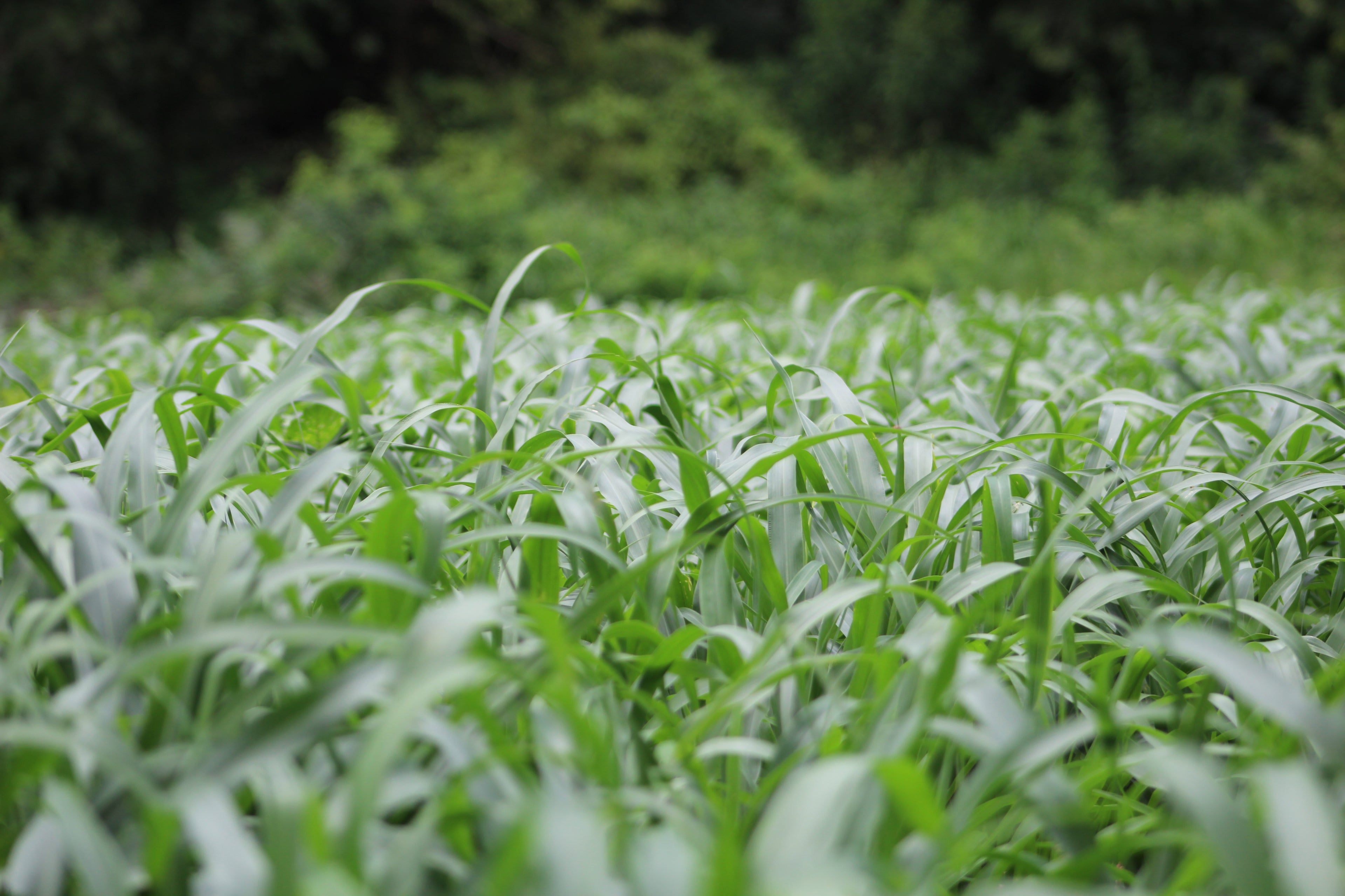 RGA BMR Sorghum X Sudangrass
