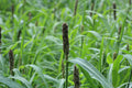 Japanese Millet