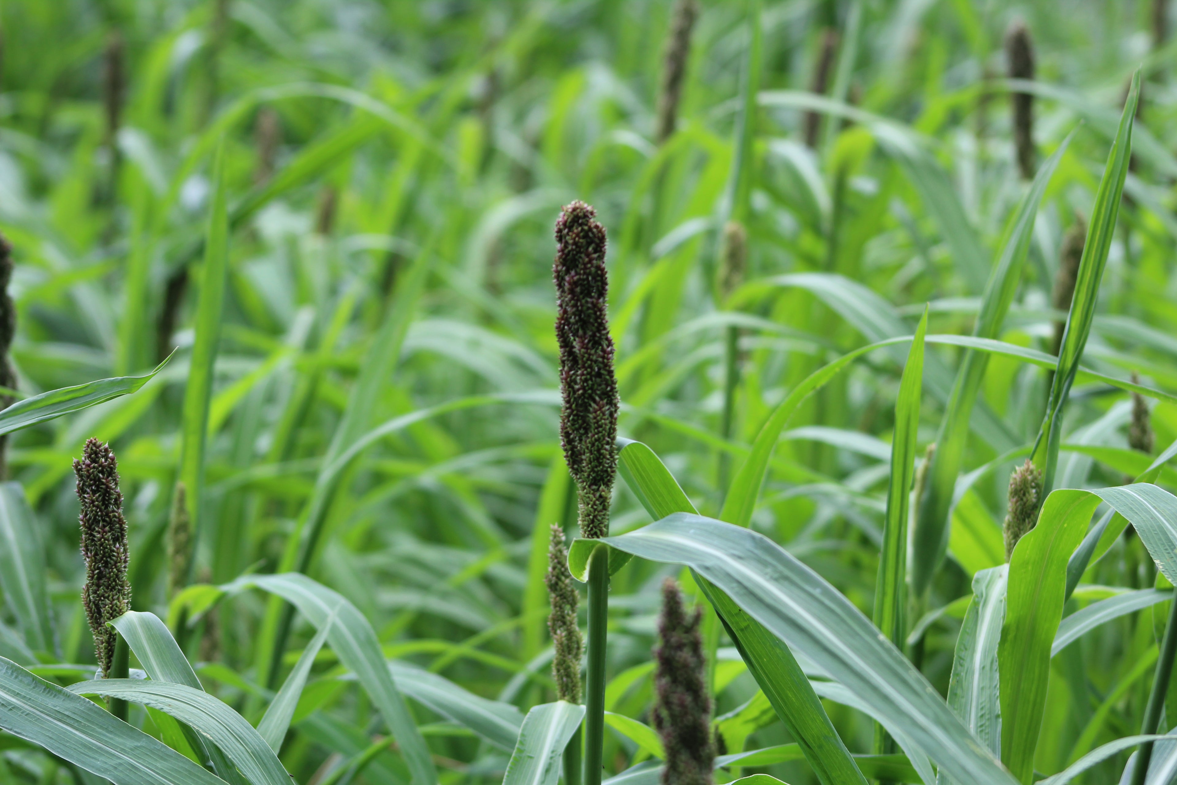 Japanese Millet