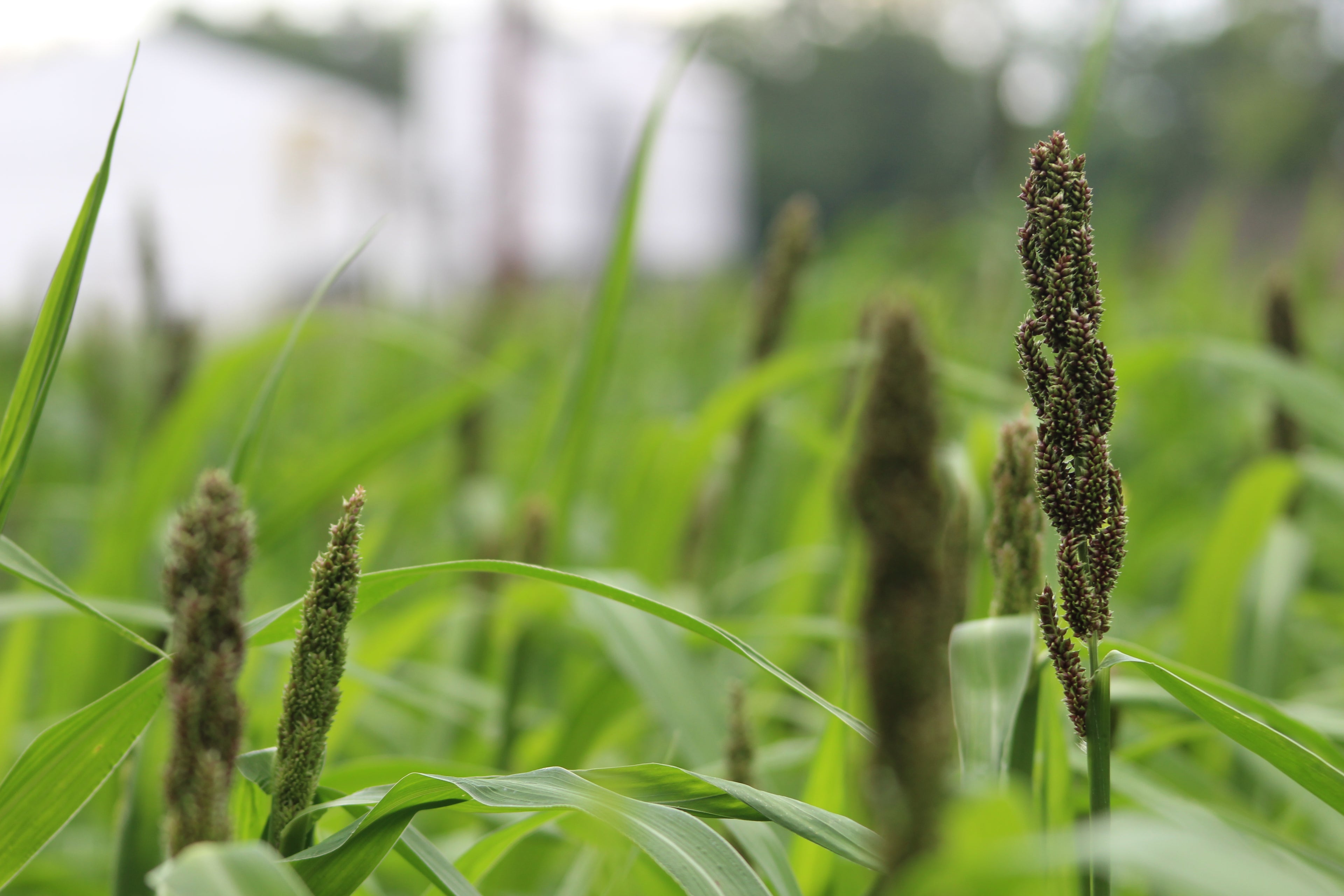 Japanese Millet