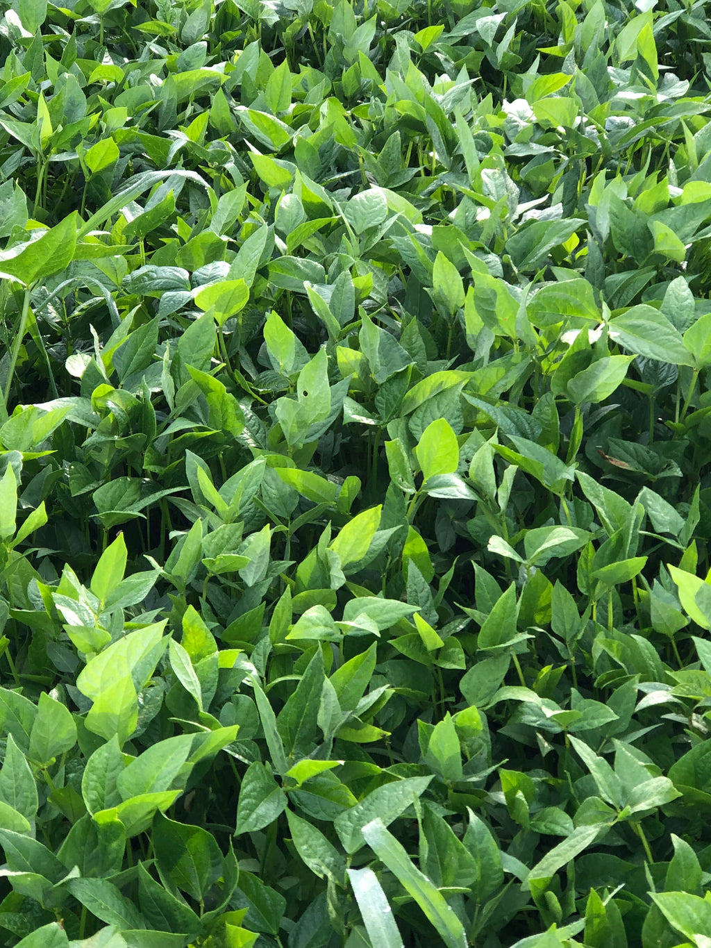 Iron & Clay Cowpeas
