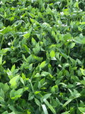 Iron & Clay Cowpeas