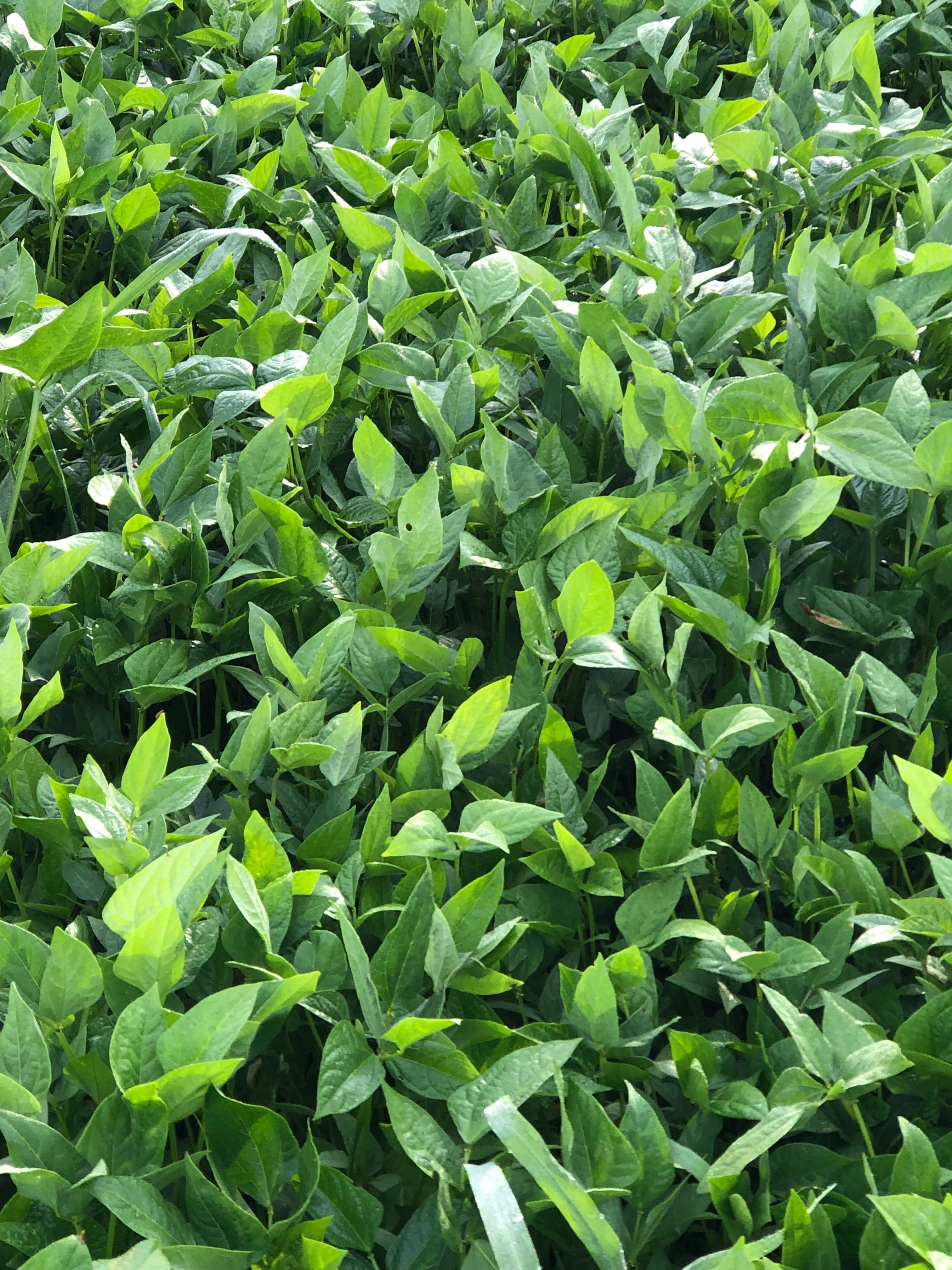 Iron & Clay Cowpeas