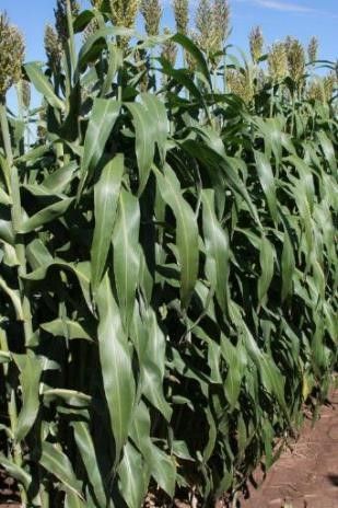 RGA Barchytic Dwarf Forage Sorghum