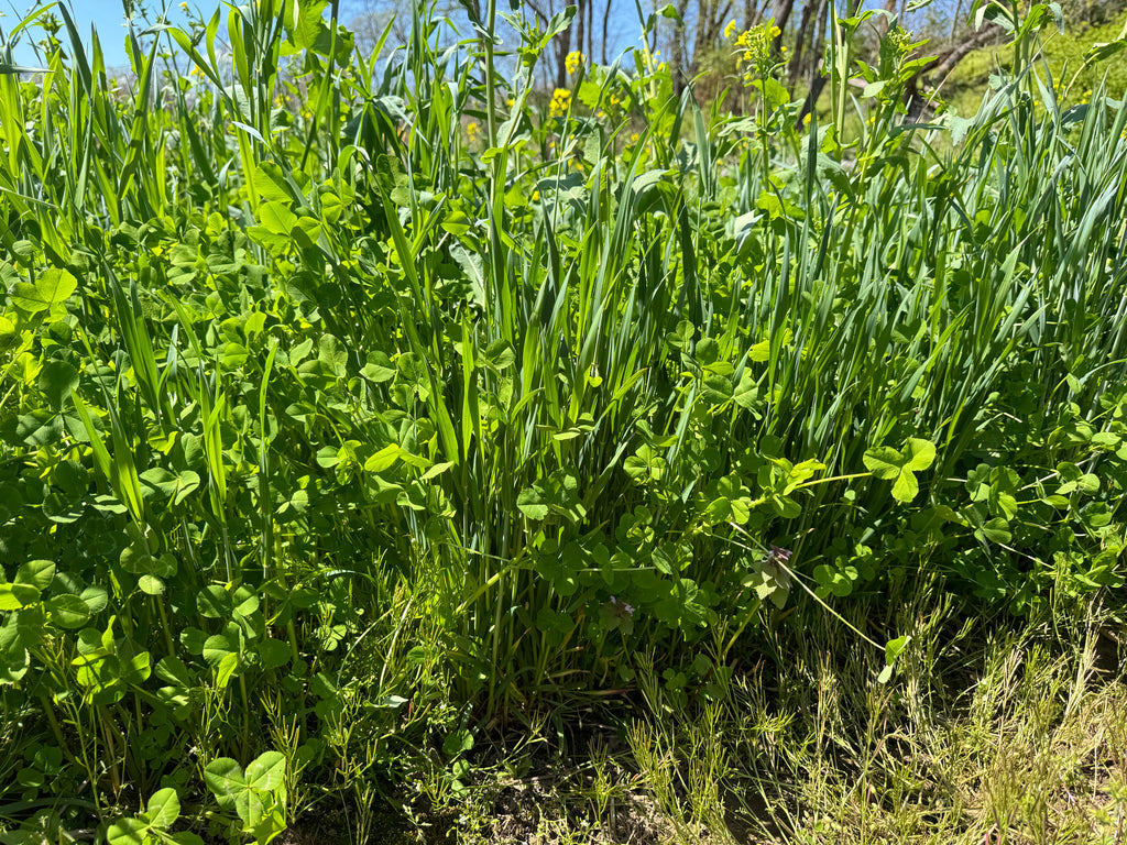 RGA Grass/Clover Mix