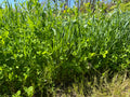 RGA Grass/Clover Mix