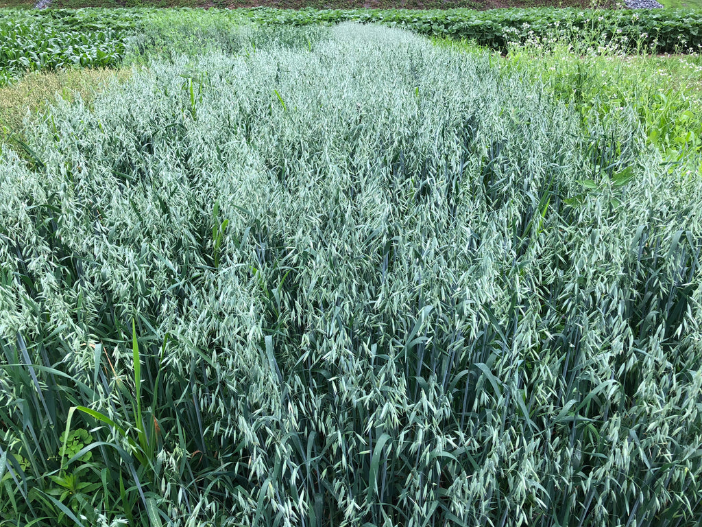 Spring Oats