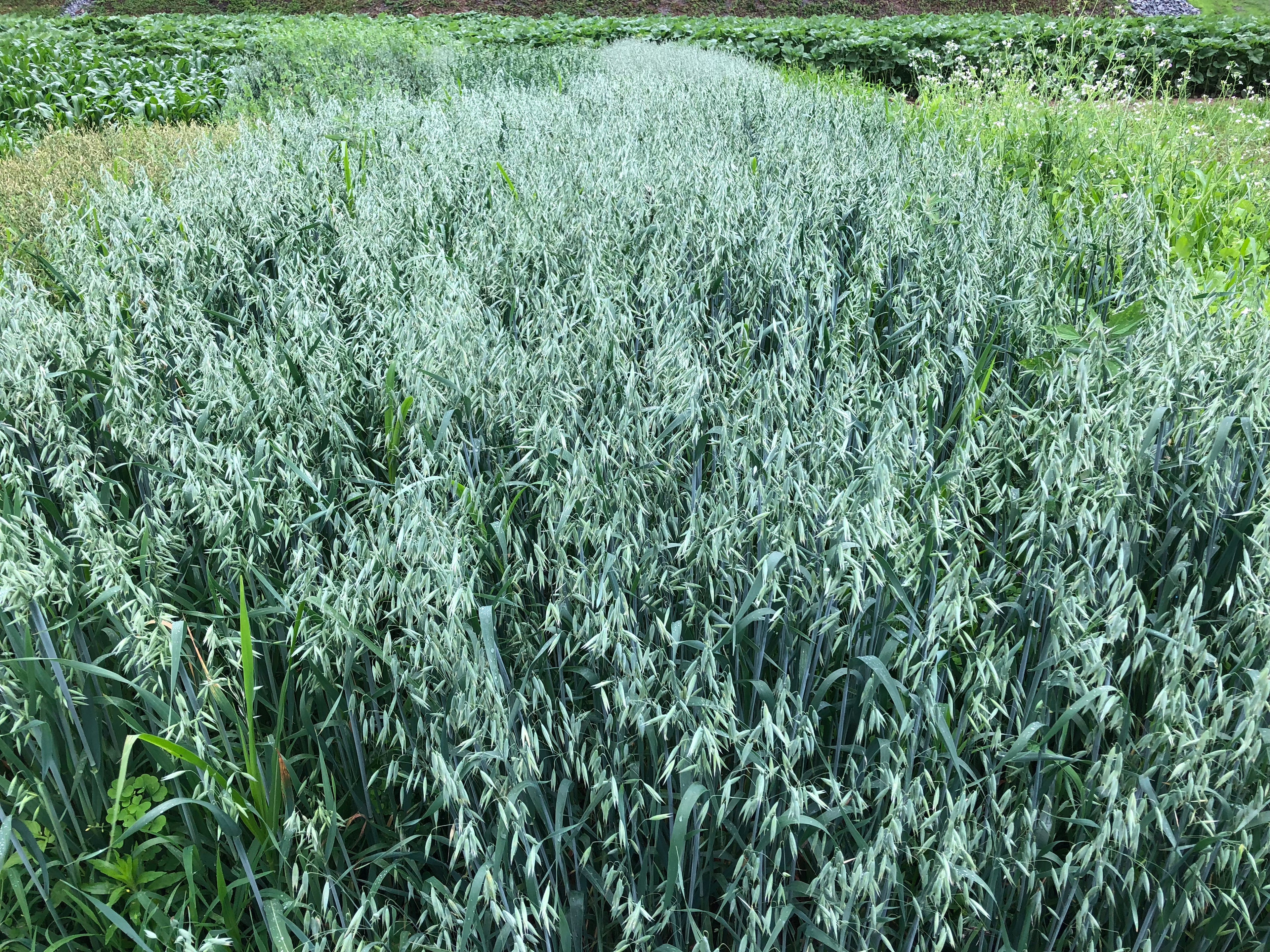 Spring Oats