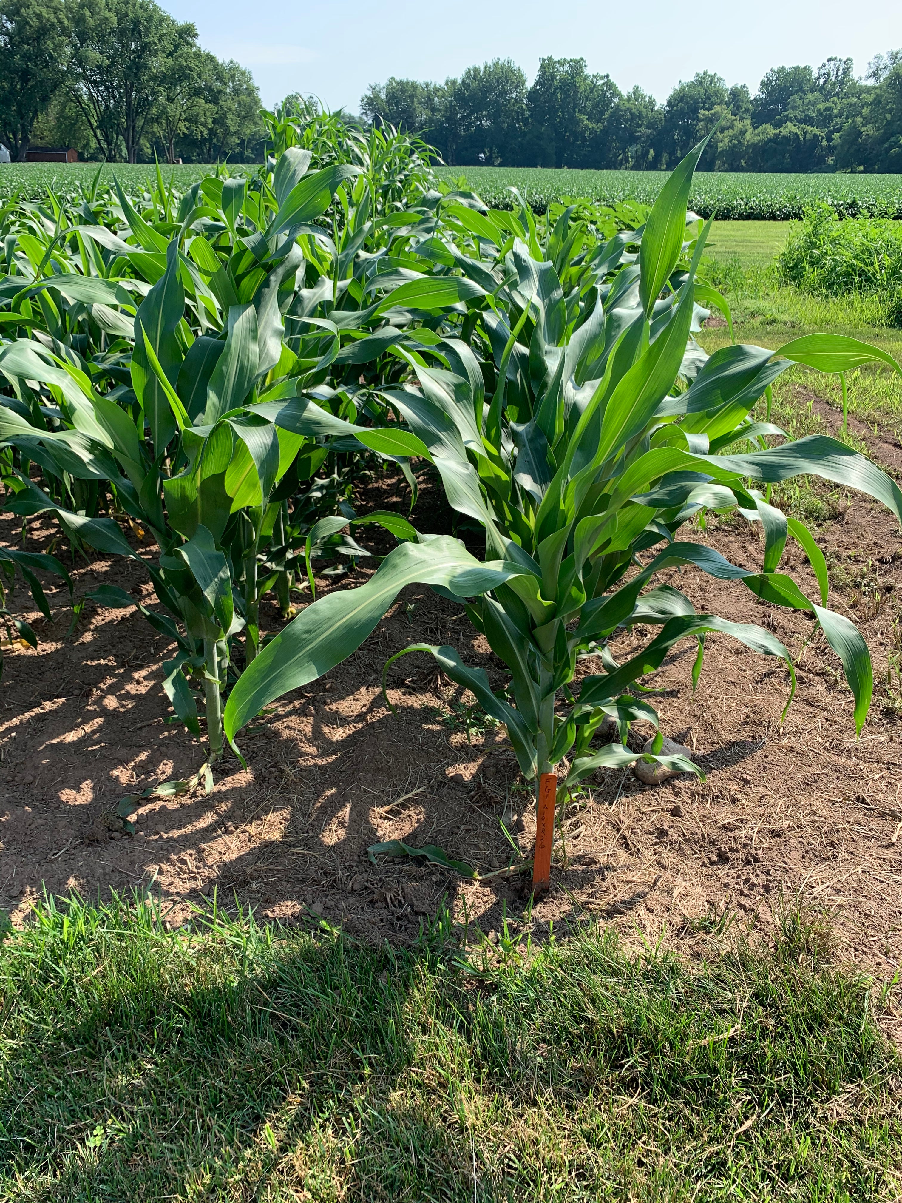 RGA Barchytic Dwarf Forage Sorghum