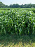 RGA Exceed BMR Hybrid Pearl Millet