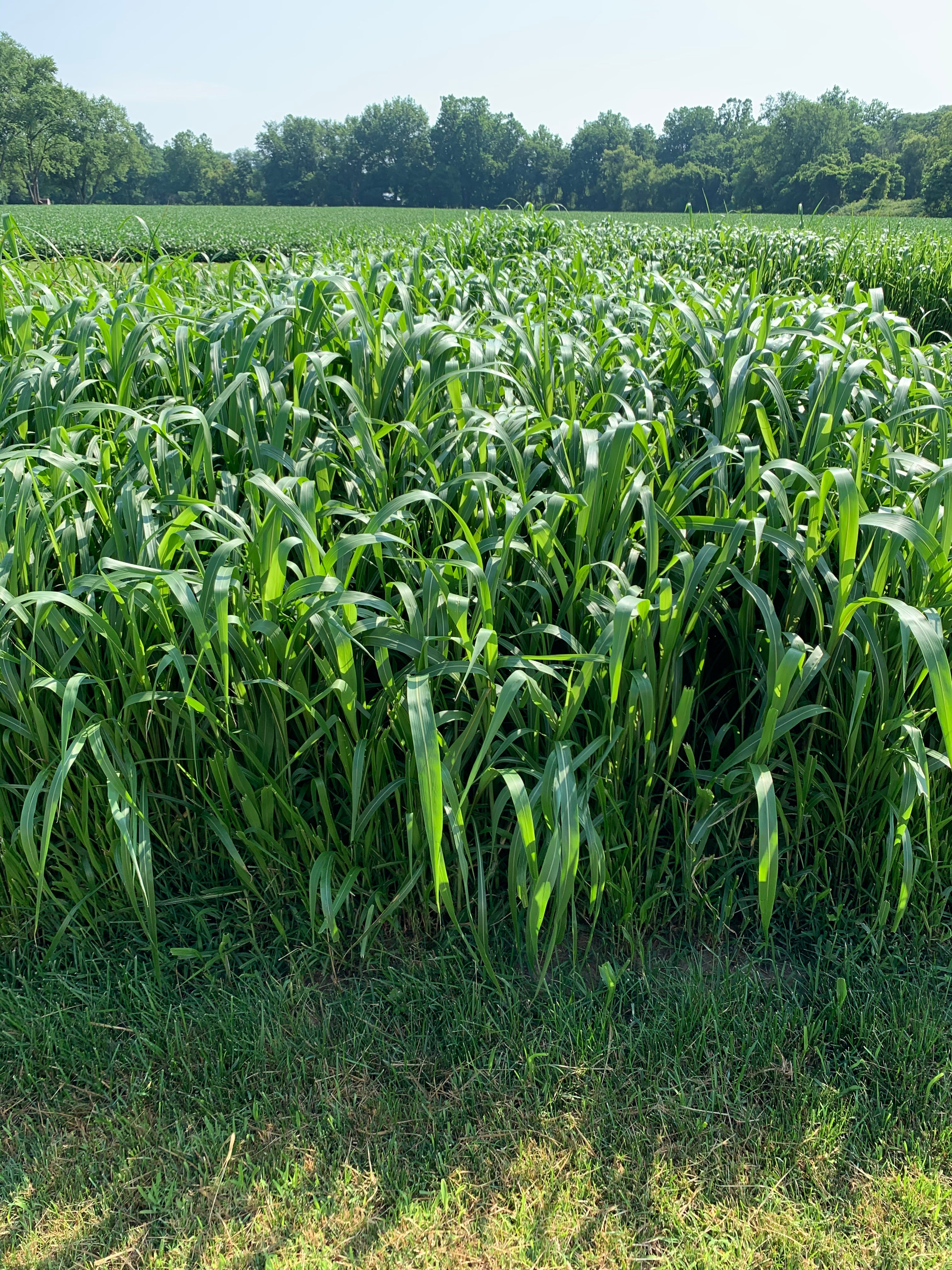RGA Exceed BMR Hybrid Pearl Millet