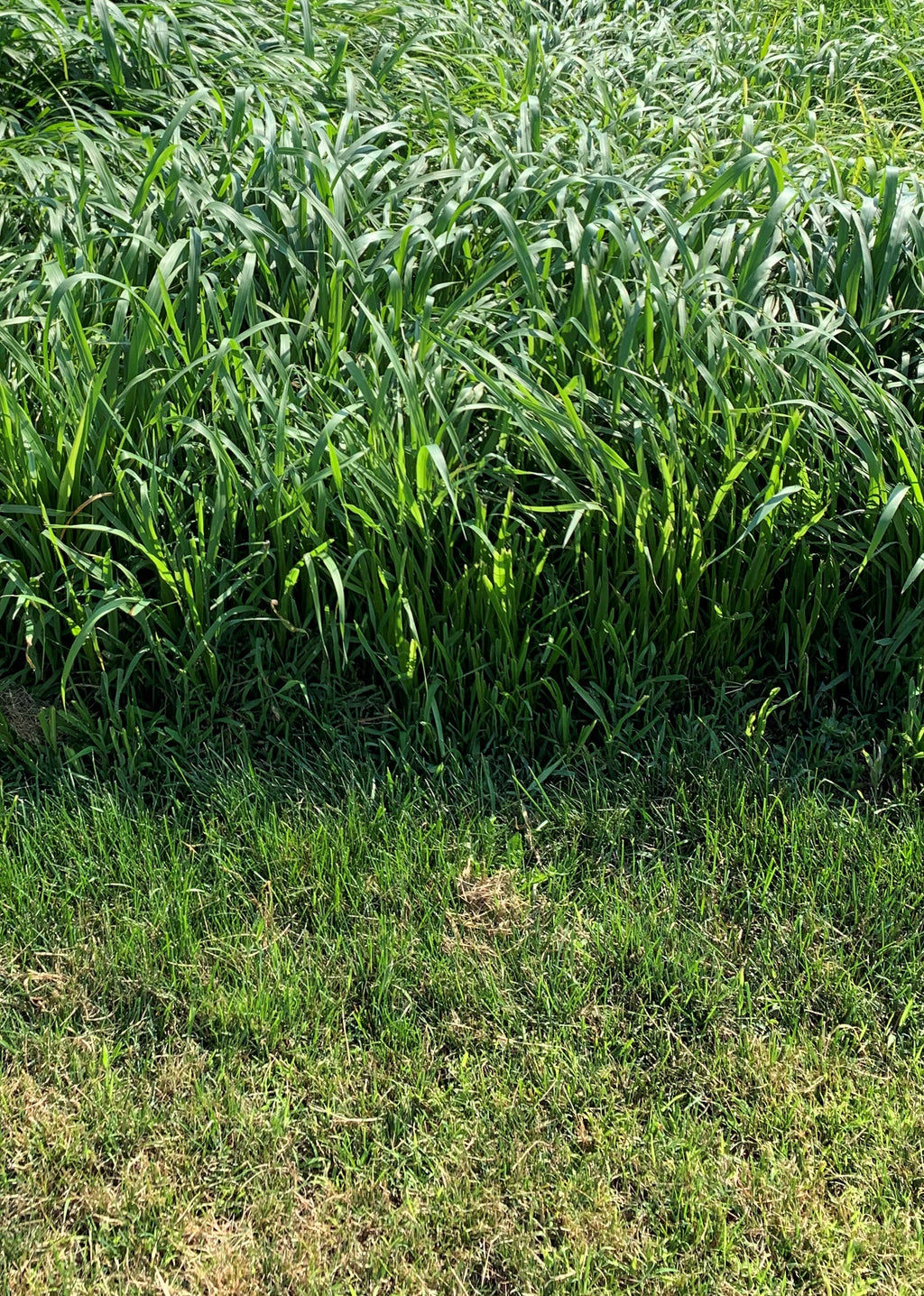 RGA Teff Grass