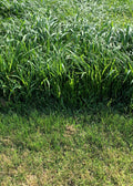 RGA Teff Grass