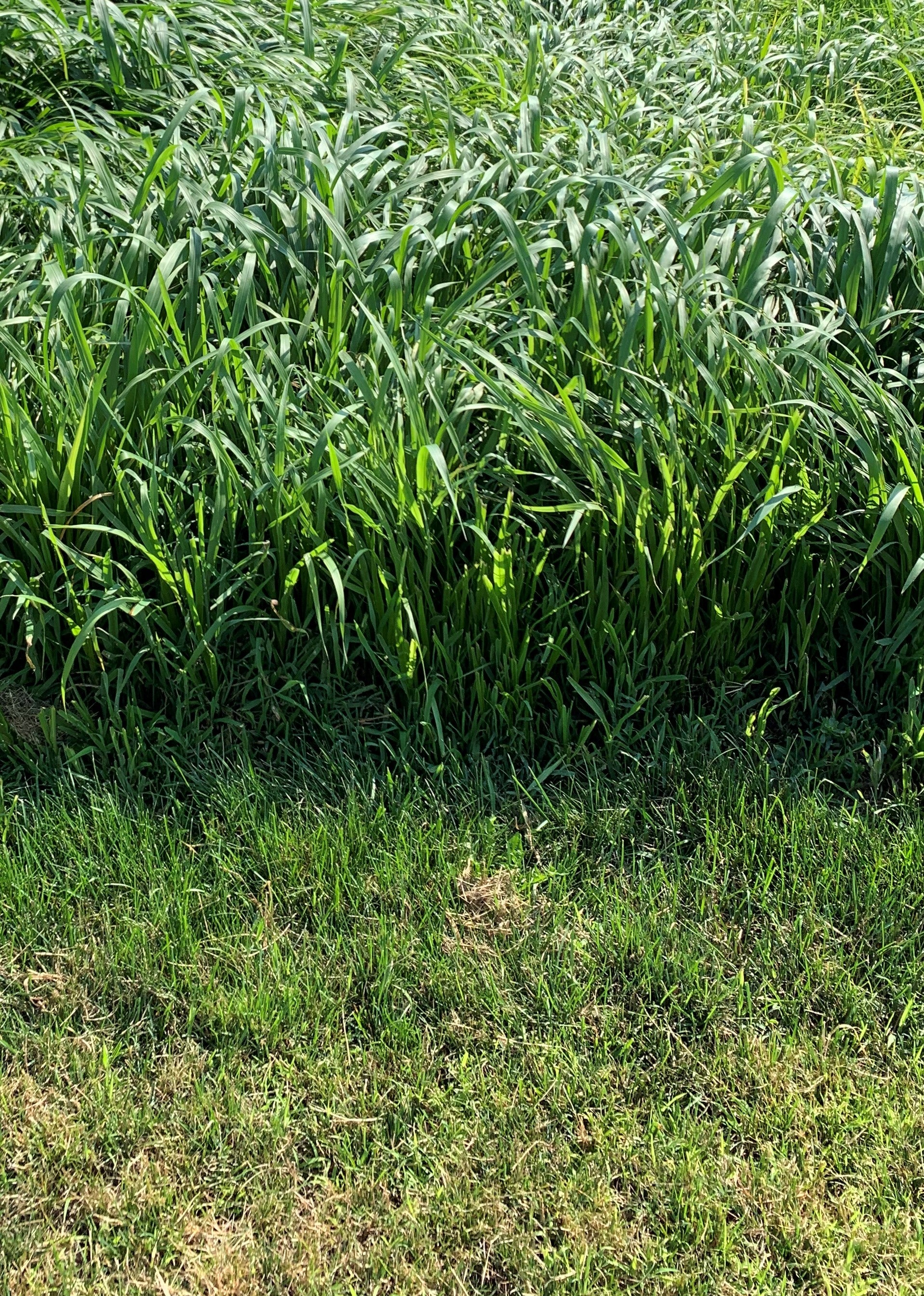 RGA Teff Grass