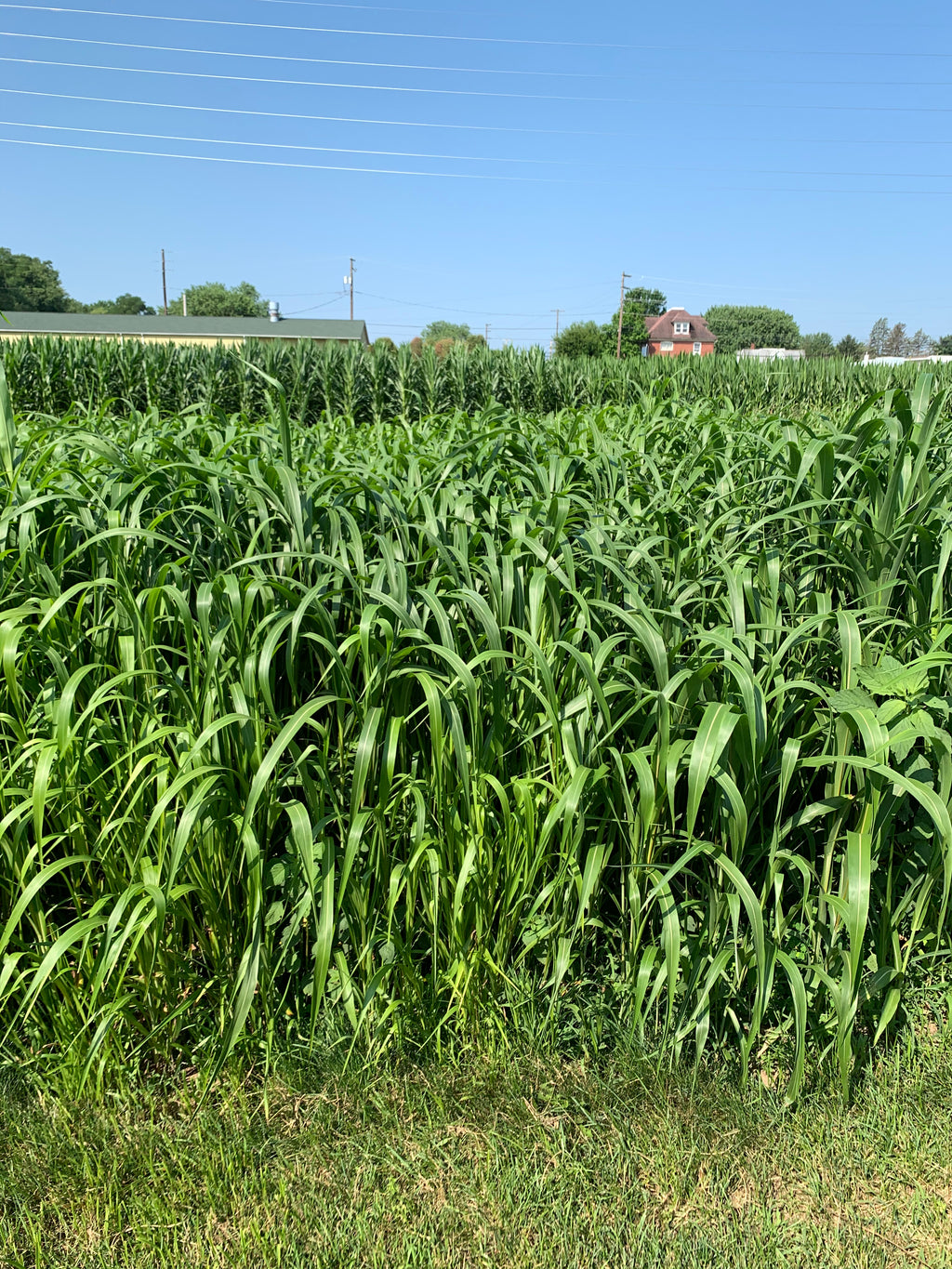 RGA Prussic Free Sorghum X Sudangrass